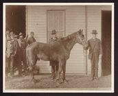Photograph of Stonewall Jackson's Horse